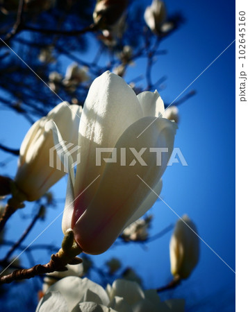 ハクモクレン 102645160