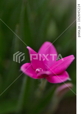花壇に咲く春の花 花壇に咲く春の花 102645214