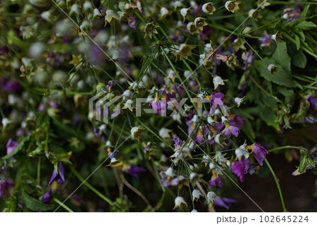 花壇に咲く春の花 102645224