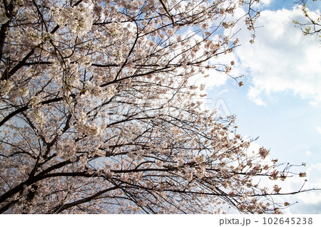 青空に映える満開の桜 青空に映える満開の桜 102645238
