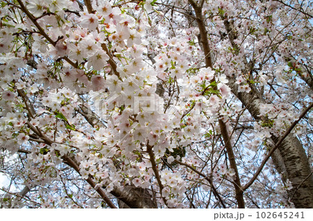 満開のかわいらしい桜の花クローズアップ 満開のかわいらしい桜の花クローズアップ 102645241