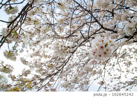 満開のかわいらしい桜の花クローズアップ 102645242