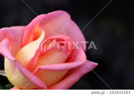 《平塚市・花菜ガーデン》薔薇の花 《平塚市・花菜ガーデン》薔薇の花 102645263