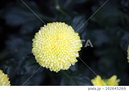 黄色い菊の花 102645269