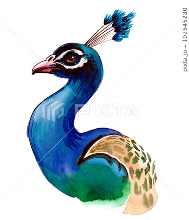 Peacock Drawing｜TikTok Search