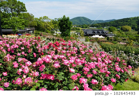 初夏のいばらきフラワーパーク 春バラの花が咲く風景 初夏のいばらきフラワーパーク 春バラの花が咲く風景 102645493