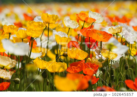 アイスランドポピー1183 102645857