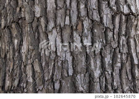 凹凸のある荒い感じの樹木のテクスチャー 凹凸のある荒い感じの樹木のテクスチャー 102645870