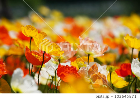 アイスランドポピー1191 102645871