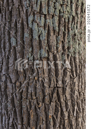 凹凸のある荒い感じの樹木のテクスチャー 凹凸のある荒い感じの樹木のテクスチャー 102645872