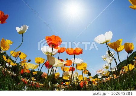 アイスランドポピー1475 102645881