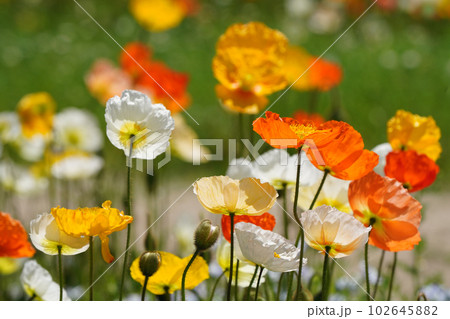 アイスランドポピー1199 アイスランドポピー1199 102645882