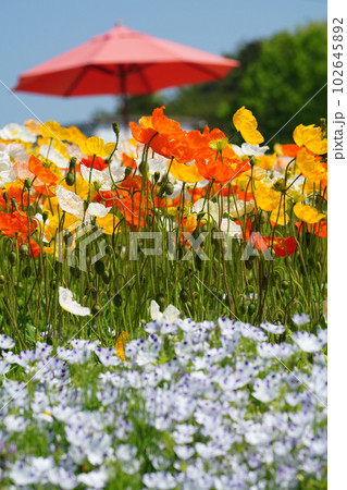 アイスランドポピー1210 102645892