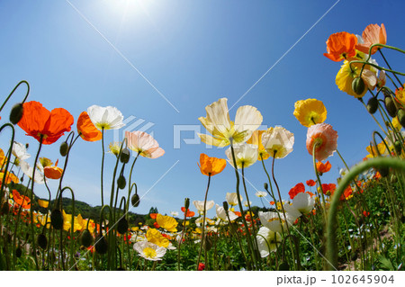 アイスランドポピー1495 アイスランドポピー1495 102645904