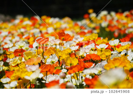 アイスランドポピー1224 102645908