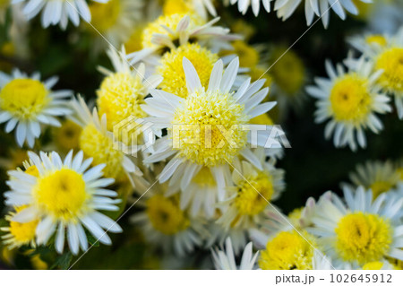 可愛らしい菊の花~スプレーマム~ 可愛らしい菊の花~スプレーマム~ 102645912