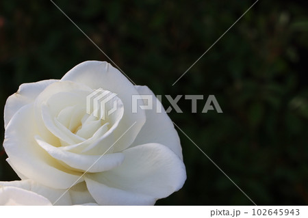 《平塚市・花菜ガーデン》薔薇の花 《平塚市・花菜ガーデン》薔薇の花 102645943
