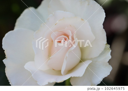 《平塚市・花菜ガーデン》薔薇の花 《平塚市・花菜ガーデン》薔薇の花 102645975