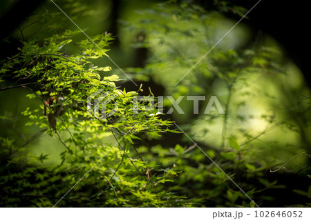 初夏の青紅葉が美しい新緑の風景 102646052