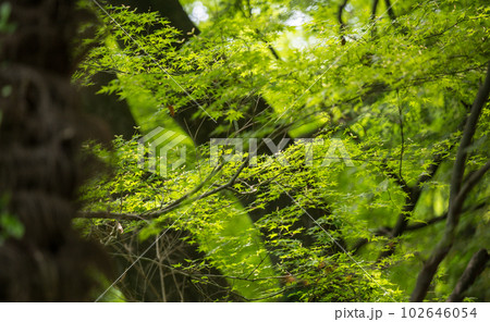 初夏の青紅葉が美しい新緑の風景 初夏の青紅葉が美しい新緑の風景 102646054