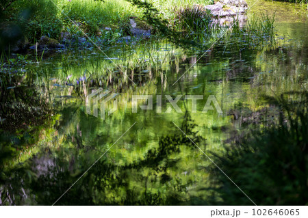 初夏の青紅葉が美しい新緑の風景 初夏の青紅葉が美しい新緑の風景 102646065