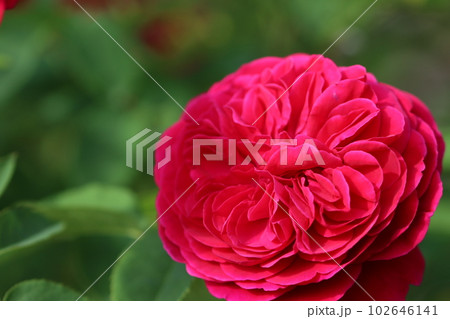 《平塚市・花菜ガーデン》薔薇の花 《平塚市・花菜ガーデン》薔薇の花 102646141