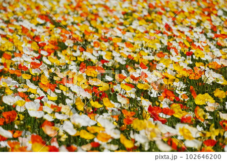 アイスランドポピー1153 アイスランドポピー1153 102646200