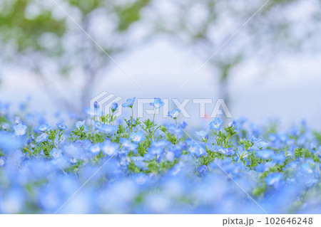 大阪まいしまシーサイドパーク　ネモフィラ祭り 102646248