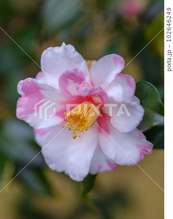 花開いた椿 102646249