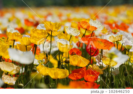 アイスランドポピー1182 102646250