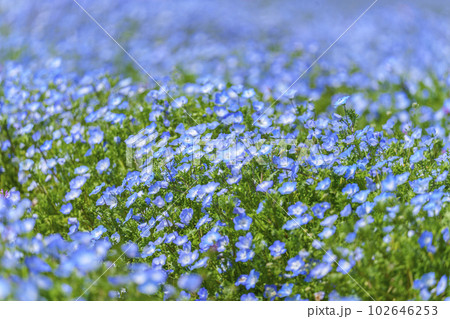 大阪まいしまシーサイドパーク ネモフィラ祭り 大阪まいしまシーサイドパーク ネモフィラ祭り 102646253