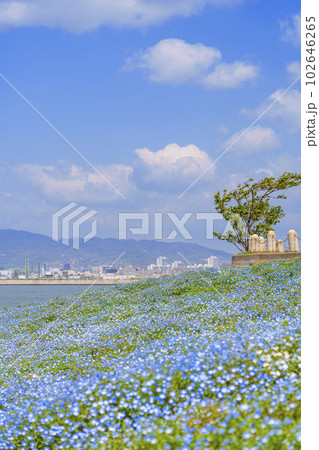 大阪まいしまシーサイドパーク　ネモフィラ祭り 102646265