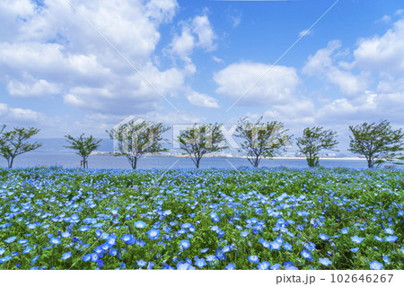 大阪まいしまシーサイドパーク　ネモフィラ祭り 102646267