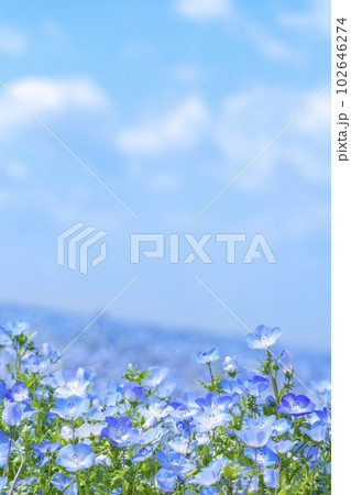 大阪まいしまシーサイドパーク　ネモフィラ祭り 102646274