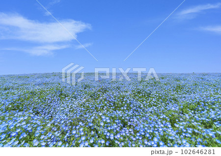 大阪まいしまシーサイドパーク　ネモフィラ祭り 102646281