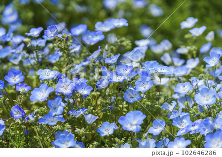 大阪まいしまシーサイドパーク ネモフィラ祭り 大阪まいしまシーサイドパーク ネモフィラ祭り 102646286