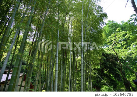 初夏の三渓園「竹林」 初夏の三渓園「竹林」 102646785