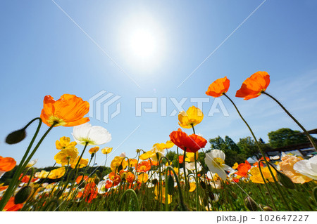 アイスランドポピー1266 102647227