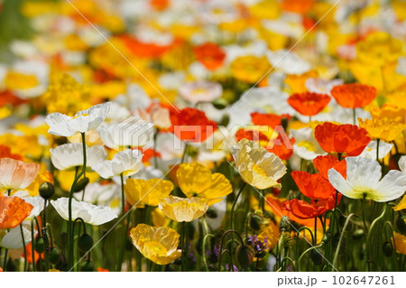 アイスランドポピー1570 アイスランドポピー1570 102647261