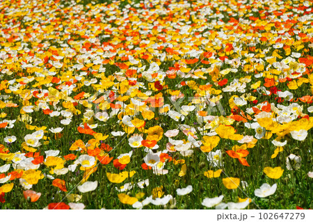 アイスランドポピー1598 102647279