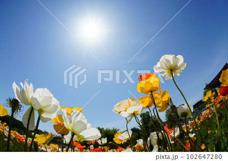 アイスランドポピー1316 102647280