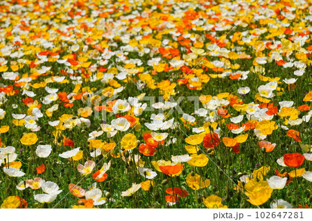 アイスランドポピー1599 102647281