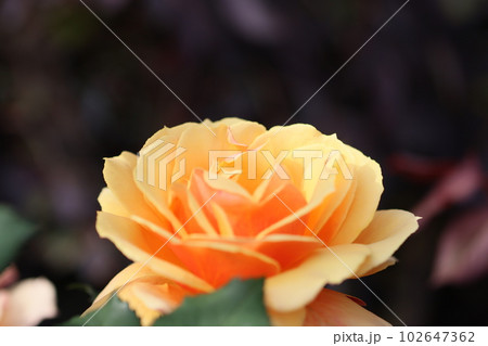 《平塚市・花菜ガーデン》薔薇の花 《平塚市・花菜ガーデン》薔薇の花 102647362