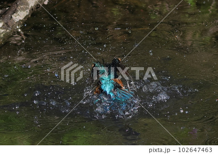 水面から飛び立つカワセミ 水滴 水面から飛び立つカワセミ 水滴 102647463