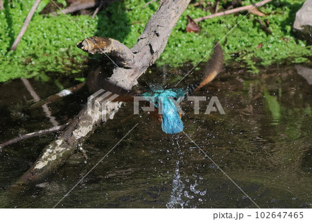 水面から飛び立つカワセミ　水滴 102647465