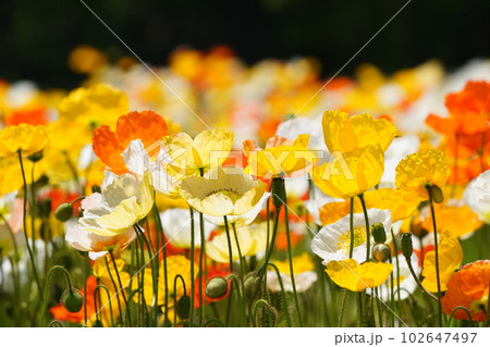 アイスランドポピー1232 102647497