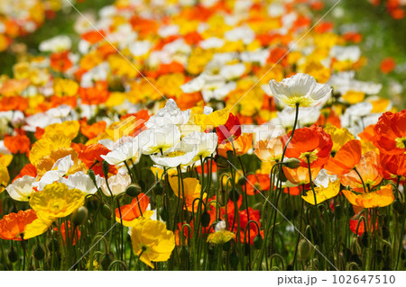 アイスランドポピー1241 102647510