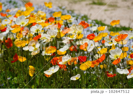 アイスランドポピー1242 102647512