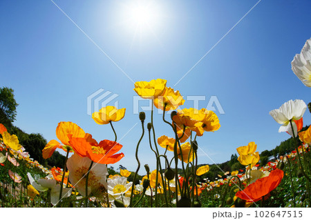 アイスランドポピー1516 アイスランドポピー1516 102647515