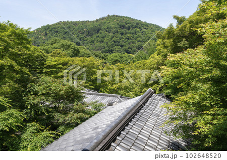 新緑のもみじと瑠璃光院　庭の風景　京都府京都市 102648520